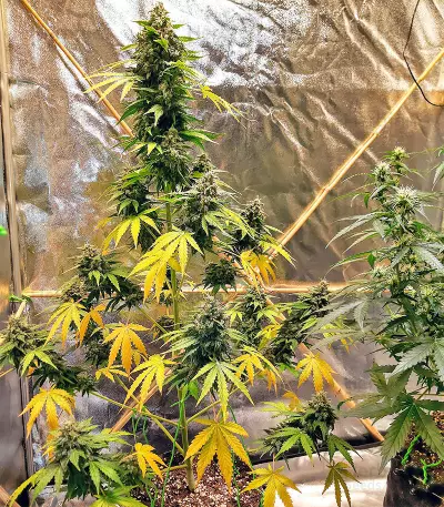 Sticky Fingers Autoflower (Seedstockers) Cannabis-Samen