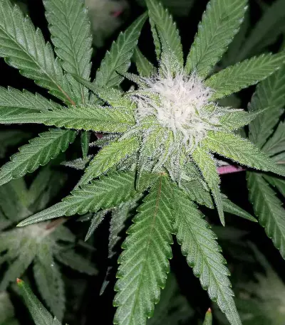 Super Mazar (Victory Seeds) Cannabis-Samen
