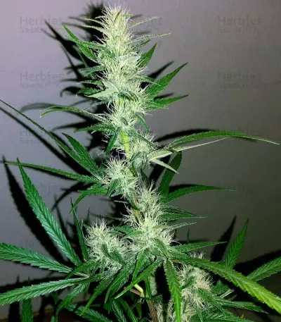 Titan's Haze regular (Flying Dutchmen) Cannabis-Samen