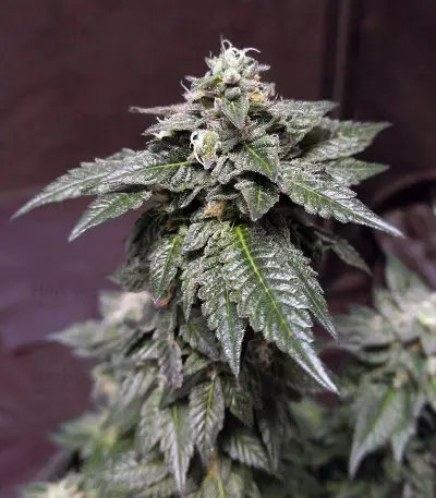 Wedding Gelato (RQS) Cannabis-Samen