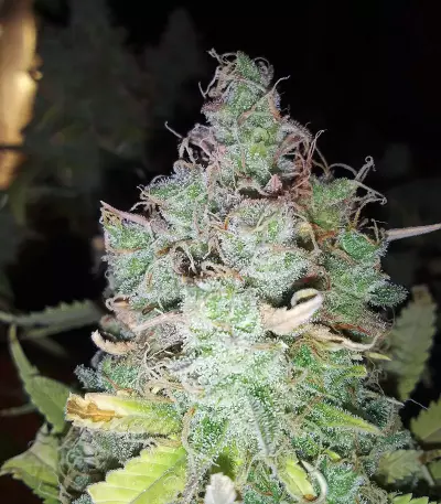 Z Glue (Expert Seeds) Cannabis-Samen