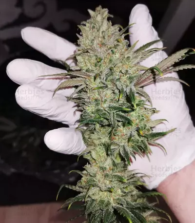 Amnesia Lemon Kush (Original Sensible Seeds) Cannabis-Samen