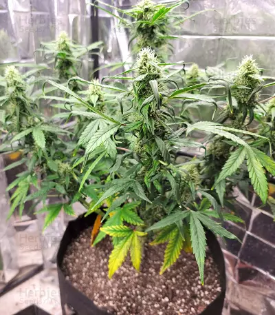 Bruce Banner feminisierte Samen (Seedstockers)