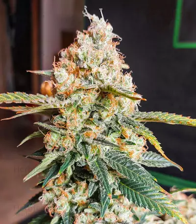 Candy Kush Fast Version feminisierte Samen (EGS)
