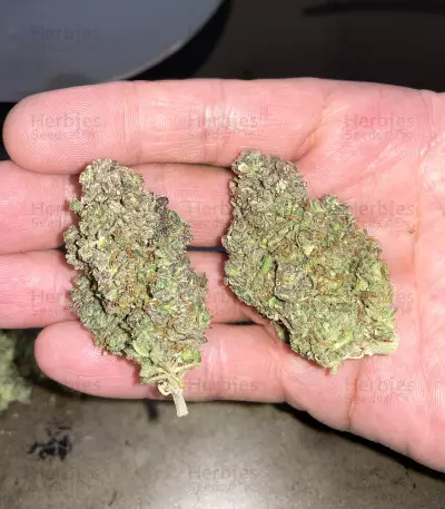 Critical Daddy (BlimBurn Seeds)
