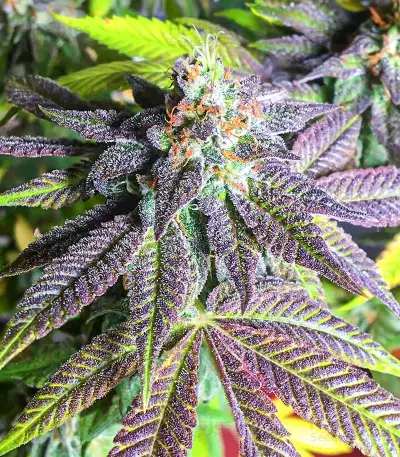 Dozy Breath feminisierte Samen (AlphaFem Seeds)