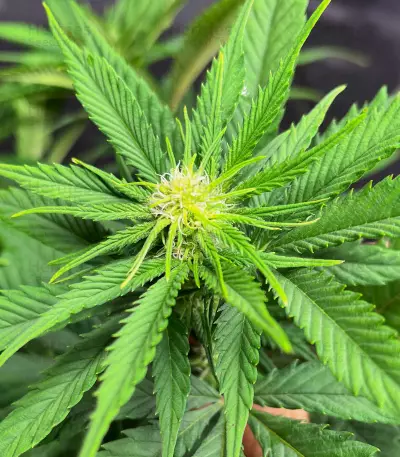 GG4 Sherbet Fast Flowering (Fast Buds)