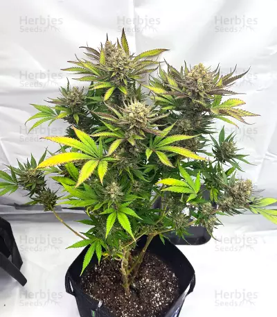 GG4 Sherbet Fast Flowering (Fast Buds)