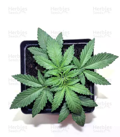 GH Cheese (GHS) Cannabis-Samen