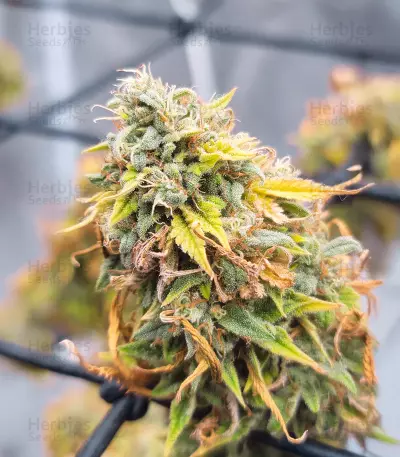 Ghost Train Haze feminisierte Samen (Seedkeepers)