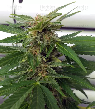 Glue Gelato Auto (Barney's Farm) Cannabis-Samen