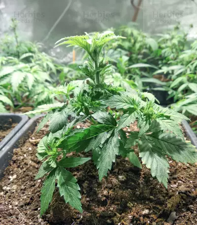 Gorilla x Lilly (Expert Seeds) Cannabis-Samen