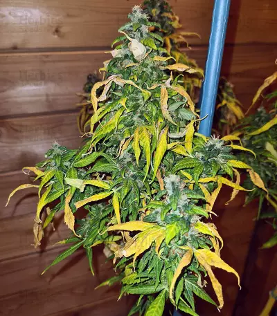 Marula Fruit regular (RQS) Cannabis-Samen