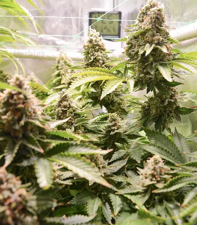 OG's Kush (BlimBurn Seeds) Cannabis-Samen