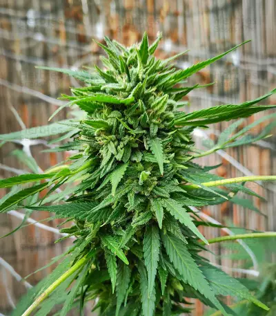 Passion #1 (Dutch Passion) Cannabis-Samen