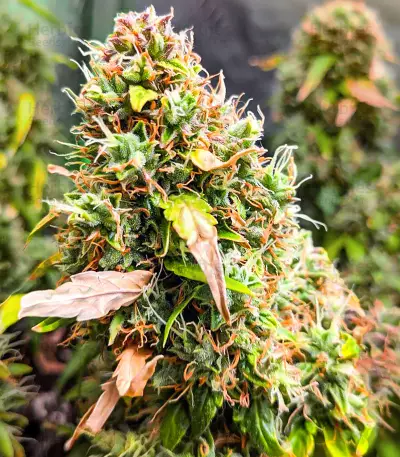 Quarter Pounder Autoflower feminisierte Samen (EGS)