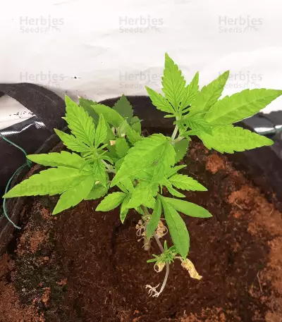 Red Hot Cookies feminisiertes Saatgut (Sweet Seeds)