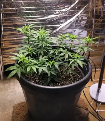 Auto Gorilla (00 Seeds)