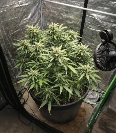 Auto Gorilla (00 Seeds)
