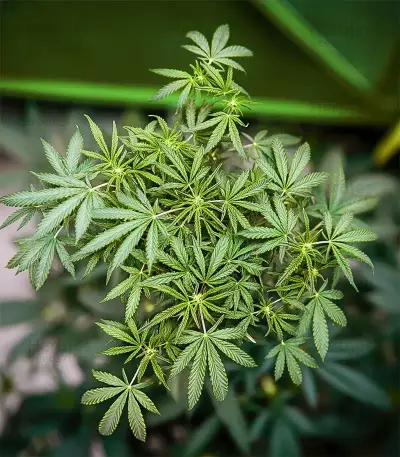Candy Caramelo Auto (Zambeza Seeds)