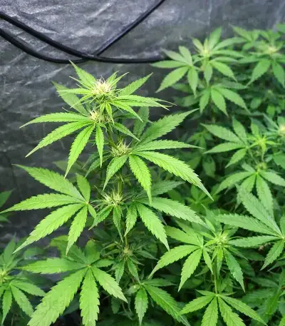 CBD 3D regular (CBD Crew)