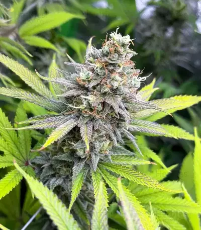 Cinderella 99 feminisierte Samen (Brothers Grimm Seeds)