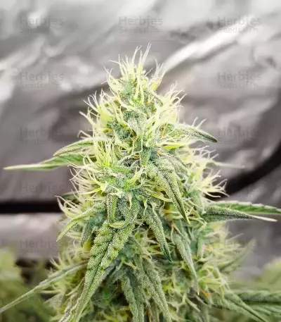 Double Grape Auto (Mephisto Genetics) Cannabis-Samen