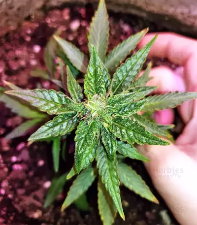 Gorilla Auto (GG#4 Original Glue Auto) (Expert Seeds) Cannabis-Samen