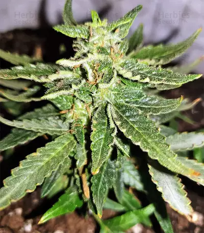 Gorilla Auto (GG#4 Original Glue Auto) (Expert Seeds) Cannabis-Samen