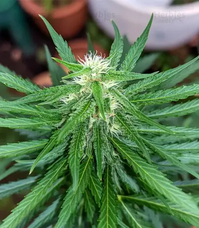 Gorilla Fast (00 Seeds)