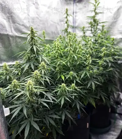 NYC Sour D Auto (Tyson S) (Royal Queen Seeds)