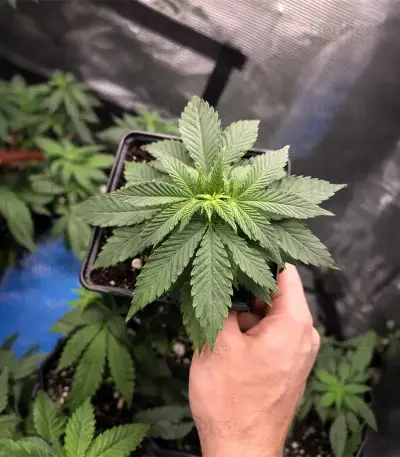 Runtz Triploid (Advanced Seeds)