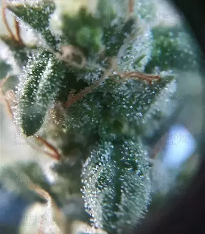 Shogun (RQS) Cannabis-Samen