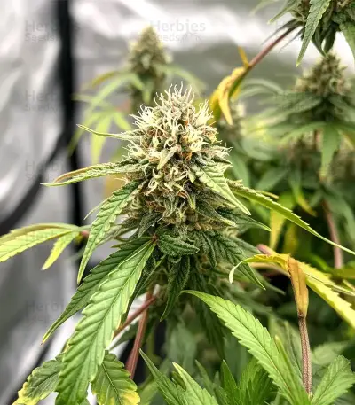Sweet Critical CBD (00 Seeds)