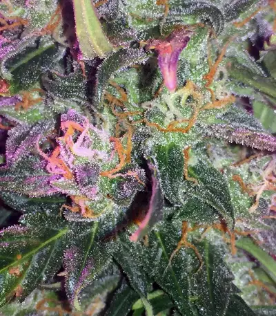 Trans Siberian Auto (Auto Seeds) Cannabis-Samen