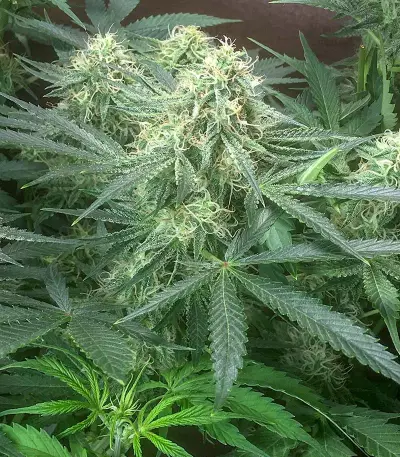 Watermelon Z Auto Samen feminisiert (Barney's Farm)