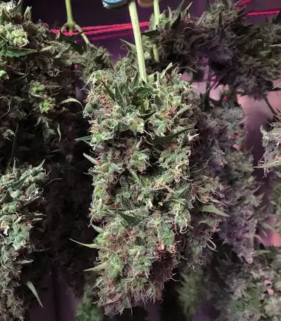 AK420 (Seedstockers) Cannabis-Samen