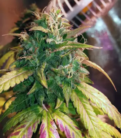 Acid Dough (Ripper Seeds) Cannabis-Samen