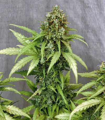 Amnesia Bilbo Auto (Genehtik Seeds) Cannabis-Samen