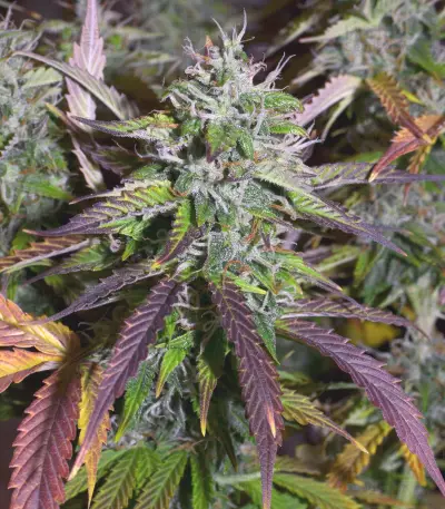 Auto Banana Blaze (Dutch Passion) Cannabis-Samen