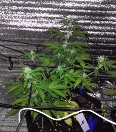 Auto New York City Diesel (Advanced Seeds) Cannabis-Samen