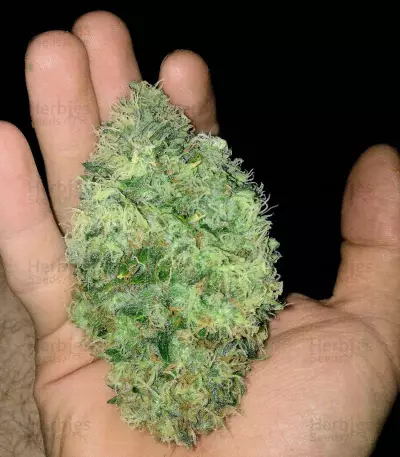 Big Bomb (Bomb Seeds) Cannabis-Samen