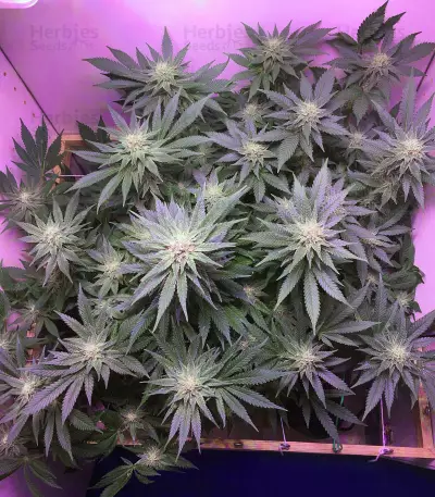 Big Bud XXL (Ministry Of Cannabis) Cannabis-Samen
