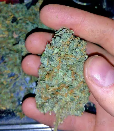 Big Freeze (Big Head Seeds) Cannabis-Samen