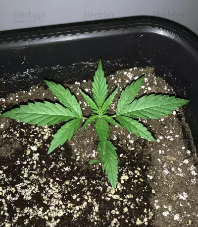 Big Stilton Auto (Big Head Seeds) Cannabis-Samen