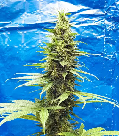 Black Jack (Sweet Seeds) Cannabis-Samen