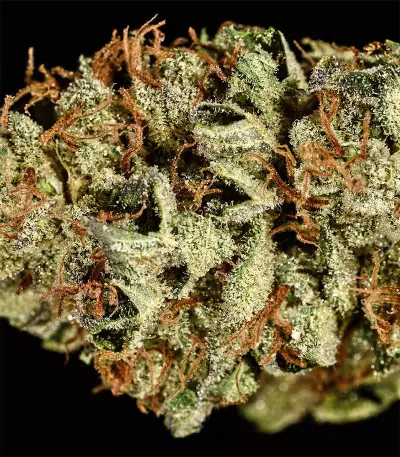 Bruce Banner #3 (Big Head Seeds) Cannabis-Samen