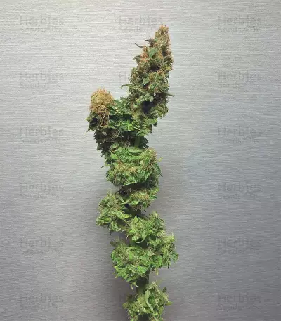 Fat Banana (RQS) Cannabis-Samen