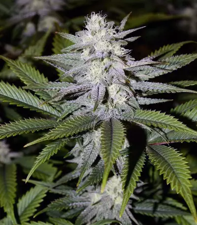 Ghost Train Haze #1 (Rare Dankness Seeds) Cannabis-Samen