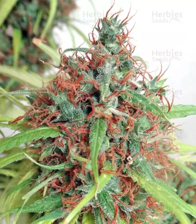 Honduras Regular (Ace Seeds) Cannabis-Samen